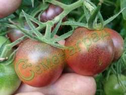 Семена томатов Черри шоколадный (20 семян), 12 упаковок Семенаград оптовый
