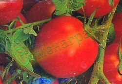 Семена томатов Черри (20 семян), 12 упаковок Семенаград оптовый