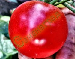 Семена томатов Флорида (20 семян), , 20 упаковок Семенаград оптовый