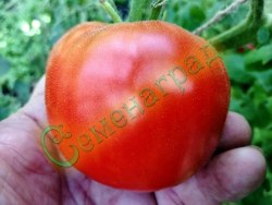Семена томатов Той Бой (Маленький мальчик) - 20 семян, , 20 упаковок Семенаград оптовый