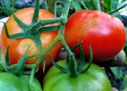 Семена томатов Суб-Арктик (20 семян), 20 упаковок Семенаград оптовый