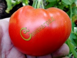 Семена томатов Бразильский великан - 20 семян Семенаград