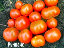 Семена томатов Румцайс (20 семян), 20 упаковок Семенаград оптовый