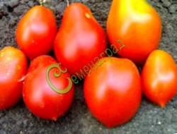 Семена томатов Бразильская сливка красная - 20 семян Семенаград