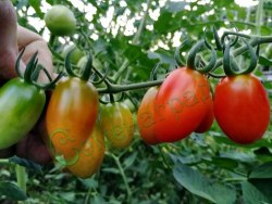 Семена томатов Маленький Лю (20 семян), 12 упаковок Семенаград оптовый