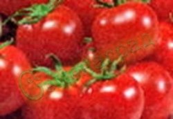 Семена томатов Балконное очарование (20 семян), 20 упаковок Семенаград оптовый