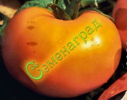 Семена почтой томат Оранжевая королева (20 семян), 12 упаковок Семенаград оптовый