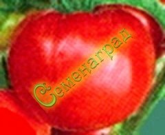 Семена почтой томаты Морковные (20 семян), 12 упаковок Семенаград оптовый