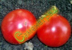 Семена томатов Малиновка (20 семян), 20 упаковок Семенаград оптовый