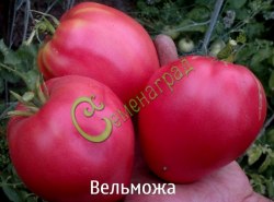 Семена томатов Вельможа - 20 семян Семенаград