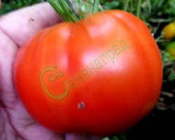Семена томатов Степняк ( 20 семян), 12 упаковок Семенаград оптовый