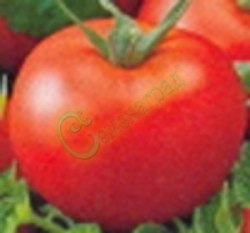 Семена томатов И-2 (20 семян), 12 упаковок Семенаград оптовый