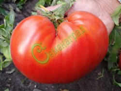 Семена томатов Японский краб - 20 семян, 9 упаковок Семенаград оптовый
