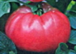 Семена томатов Вова - 20 семян Семенаград