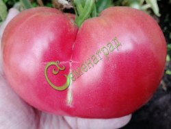 Семена томатов Трипл-кроп - 20 семян, 12 упаковок Семенаград оптовый