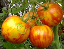 Семена томатов Тигровые - 20 семян, 20 упаковок Семенаград оптовый