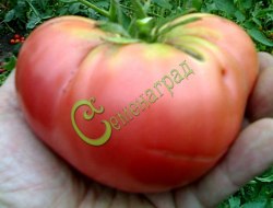 Семена томатов Сахарный бизон - 20 семян, 20 упаковок Семенаград оптовый