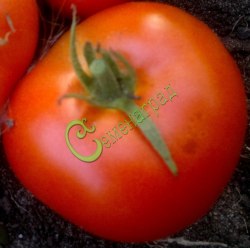 Семена томатов Самые лучшие - 20 семян, 15 упаковок Семенаград оптовый
