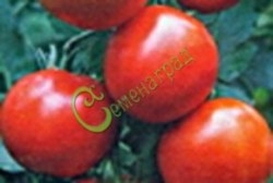 Семена томатов Гибрид-4 Тарасенко - 20 семян Семенаград