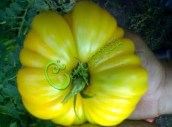 Семена томатов Лотарингская красавица жёлтая - 20 семян, 2 упаковки Семенаград оптовый