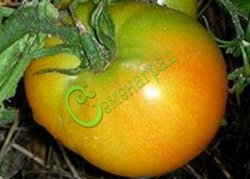Семена томатов Лонг Кипер, 20 семян, 10 упаковок Семенаград оптовый