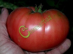 Семена томатов Кримсон - 20 семян, 15 упаковок Семенаград оптовый