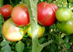 Семена томатов Де борао розовый - 20 семян, 15 упаковок Семенаград оптовый