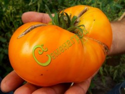 Семена томатов Двойной оранжевый Келлога - 20 семян, 15 упаковок Семенаград оптовый