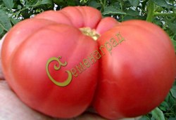 Семена почтой томат Гигант Новикова - 20 семян Семенаград
