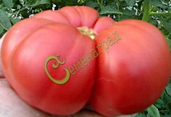 Семена почтой томат Гигант Новикова - 20 семян, 15 упаковок Семенаград оптовый