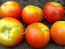 Семена почтой томат Вайнмон плюс - 20 семян, 20 упаковок Семенаград оптовый