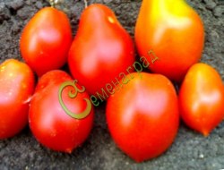 Семена томатов Бразильская сливка красная - 20 семян, 20 упаковок Семенаград оптовый