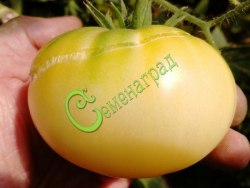 Семена почтой томат Белый восковой - 20 семян, 8 упаковок Семенаград оптовый