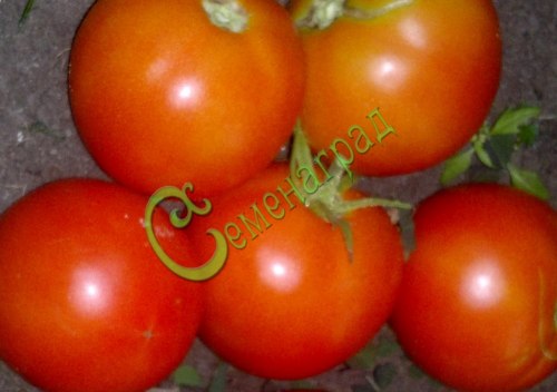 Семена томатов Гризанда - 20 семян Семенаград
