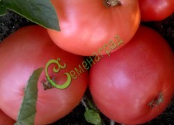 Семена томатов Дикая роза - 20 семян Семенаград