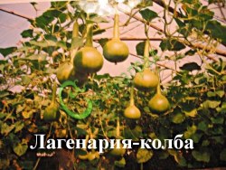 Семена почтой Лагенария-колба - 4 семени, 9 упаковок Семенаград оптовый