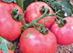 Семена почтой томат Долгохранящиеся - 20 семян Семенаград