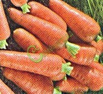 Семена моркови «Королева осени» - 1 чайн.ложка, 12 упаковок Семенаград оптовый