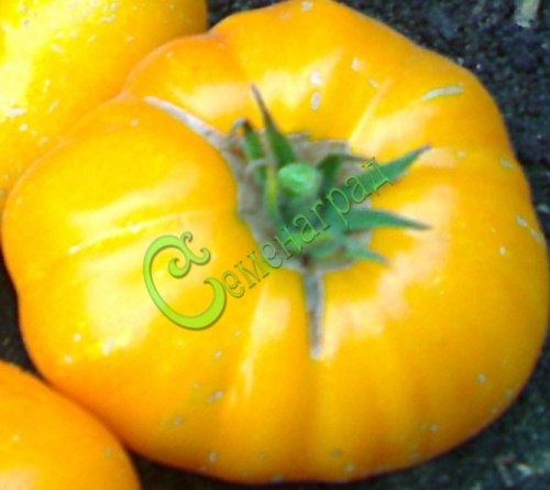 Семена томатов Золотая оперетта - 20 семян Семенаград