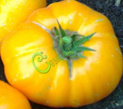 Семена томатов Золотая оперетта - 20 семян Семенаград