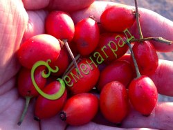 Семена Шиповник «Бесшипный ВНИВИ» - 20 семян, 12 упаковок Семенаград оптовый