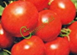 Семена томатов Изящные - 20 семян Семенаград