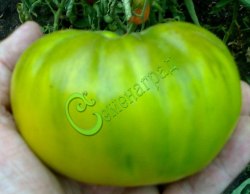 Семена почтой томат Изумрудное яблоко - 20 семян Семенаград