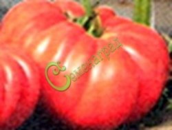 Семена томатов Император - 20 семян Семенаград