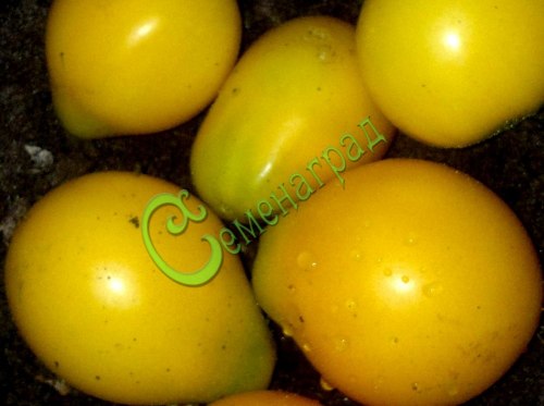 Семена томатов Инжир желтый - 20 семян Семенаград