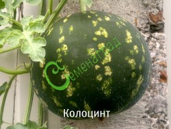 Семена Колоцинт - 10 семян, 15 упаковок Семенаград оптовый