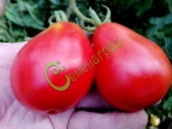 Семена томатов Инжир красный - 20 семян Семенаград