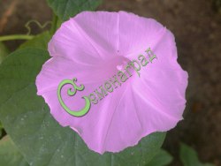 Семена Ипомея пурпурная - 10 семян, 20 упаковок Семенаград оптовый