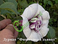 Семена Дурман махровый "Фиолетовый дьявол" - 5 семян, 5 упаковок Семенаград оптовый