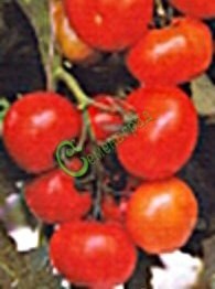 Семена томатов Ирок плюс - 20 семян Семенаград